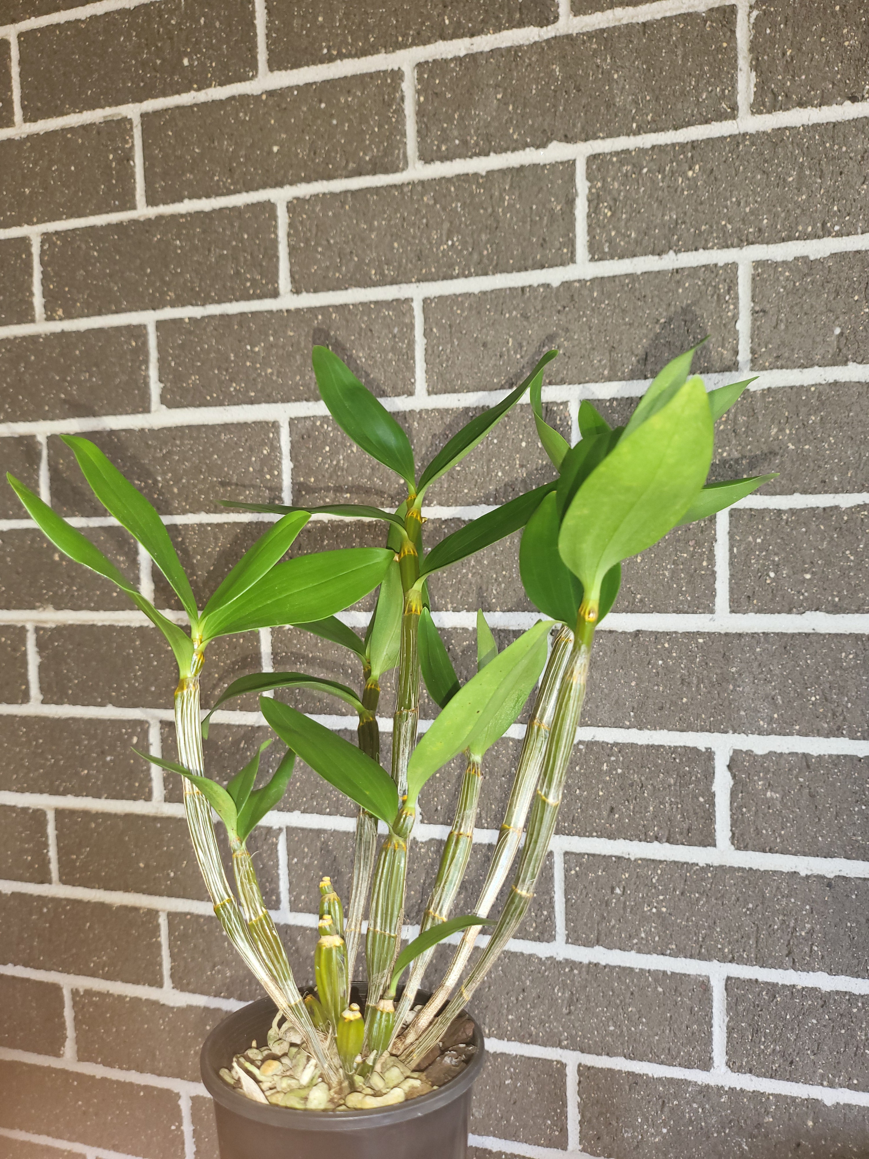 Dendrobium thyrsiflorum (In buds, Flowering - Indian Species) Secondary image