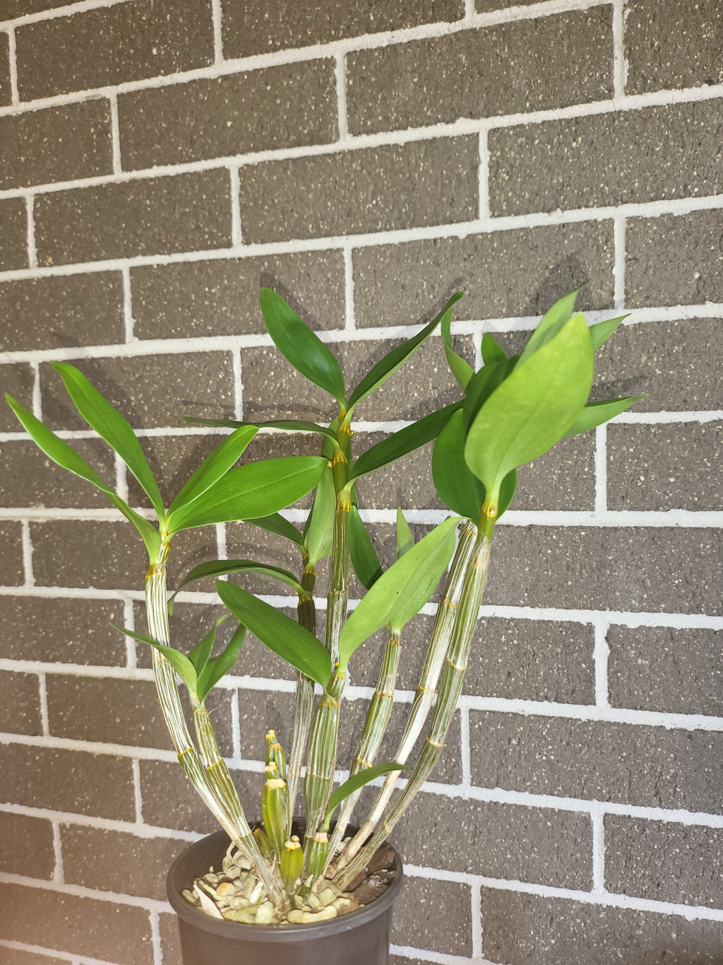 Dendrobium thyrsiflorum (In buds, Flowering - Indian Species)