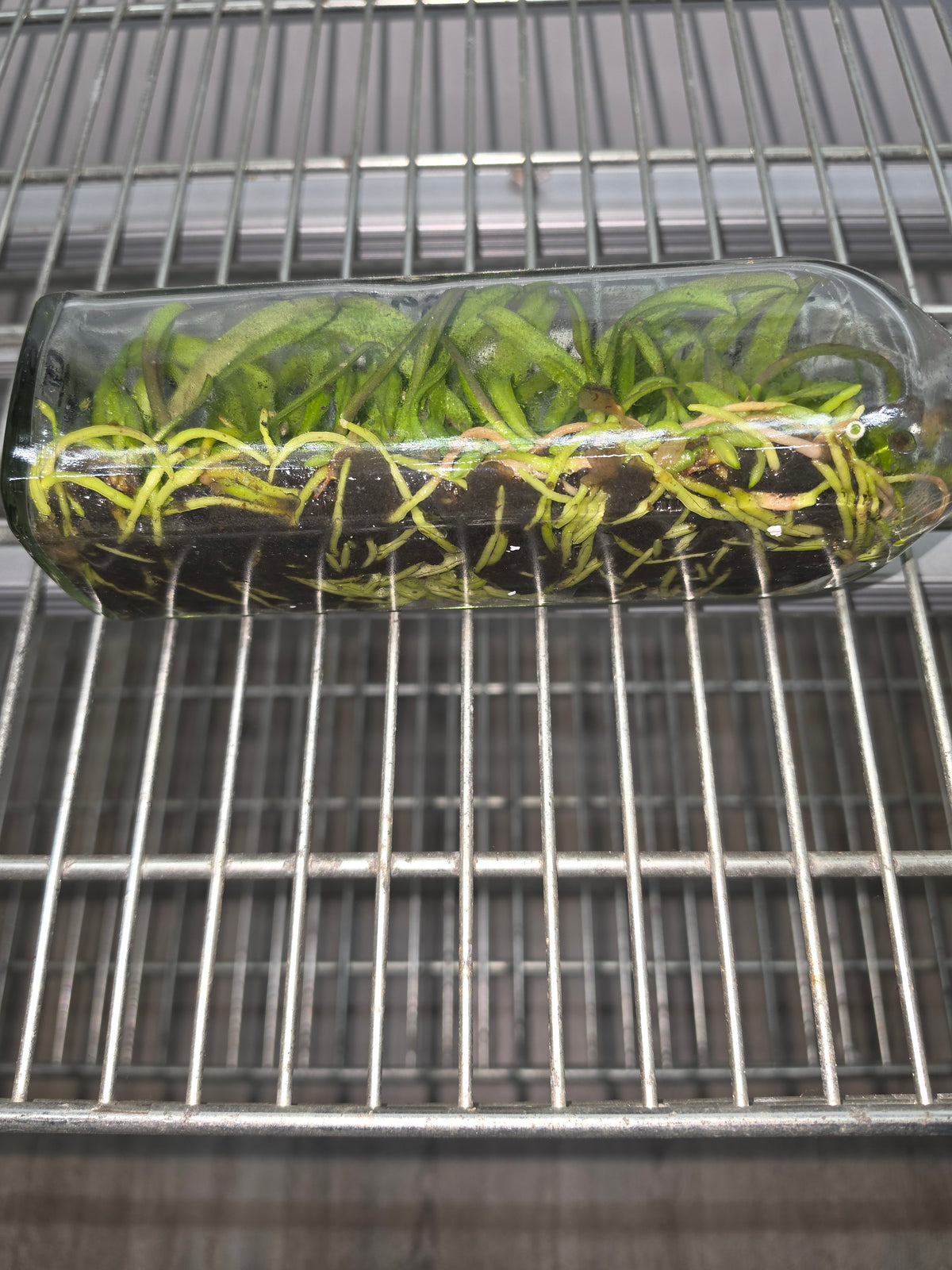 Rhyncholaeliocattleya Chao Praya Red (Hybrid Flask - Whiskey Bottle) ex Thailand