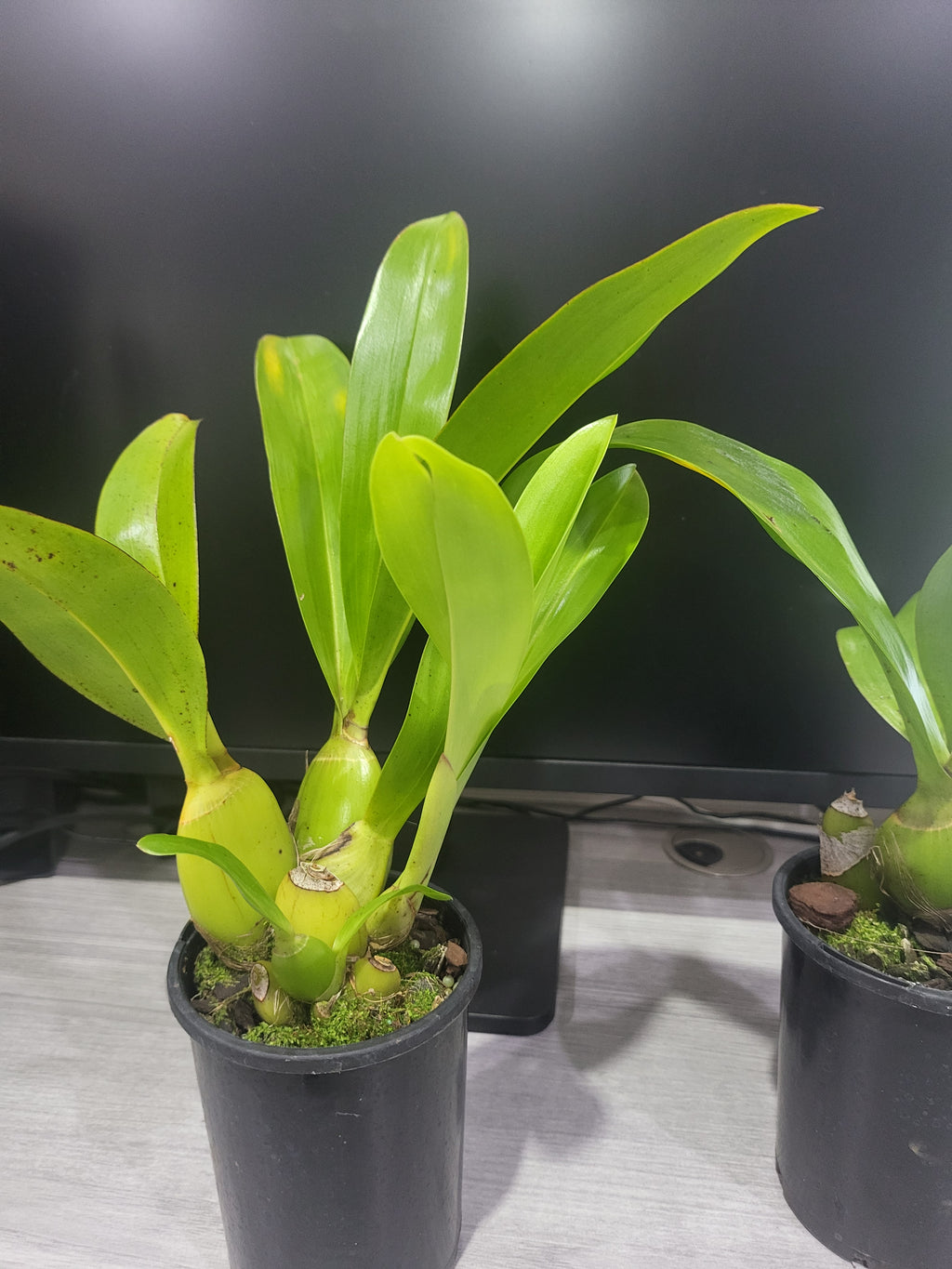 Grammatophyllum scriptum var. alba
