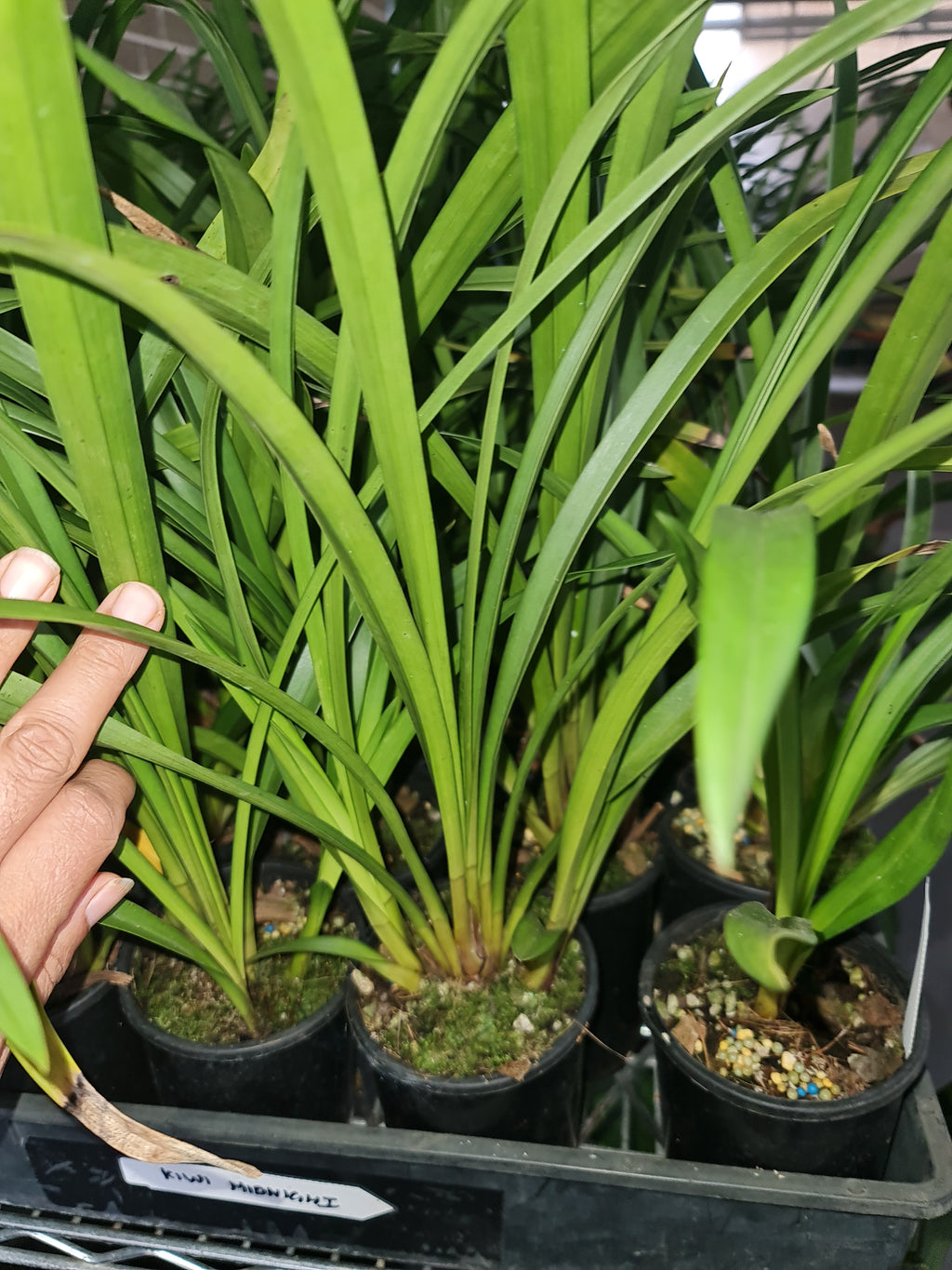 Cymbidium Kiwi Midnight 'Geyserland' FCC/AOS