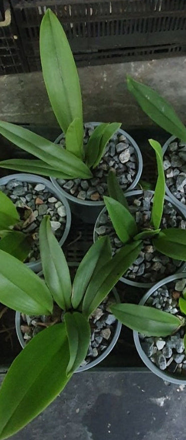 Psychopsis Mariposa 'Trilabelo' Secondary image