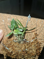 Dendrobium Moniliforme Rashatsubame 羅紗燕 (MC) (Variegated)