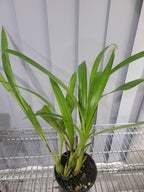 Coelia bella (Fragrant Species)