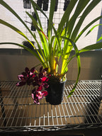 Cymbidium Kiwi Midnight 'Geyserland' FCC/AOS (In Spike)