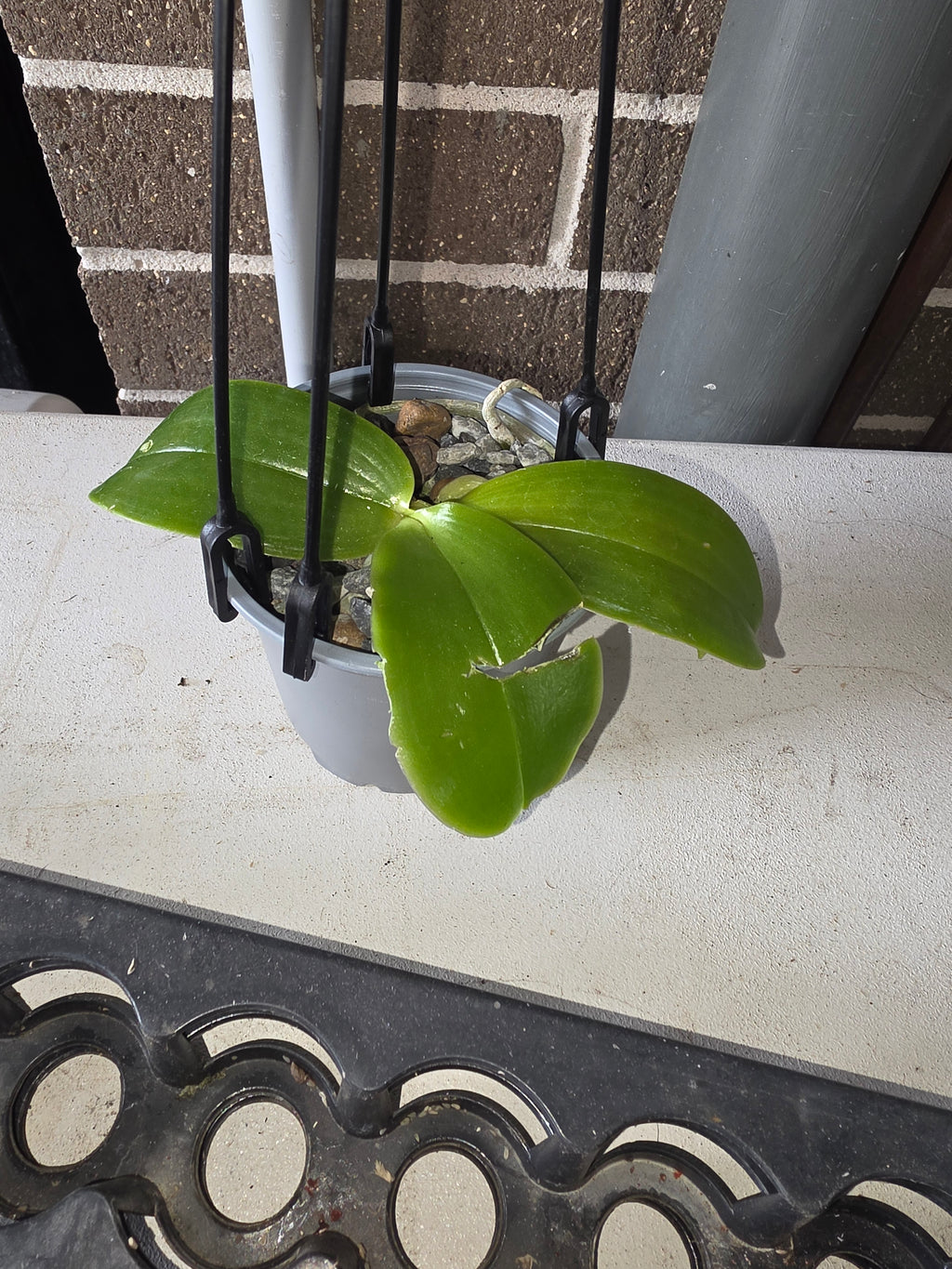 Phal. bellina var coerulea
