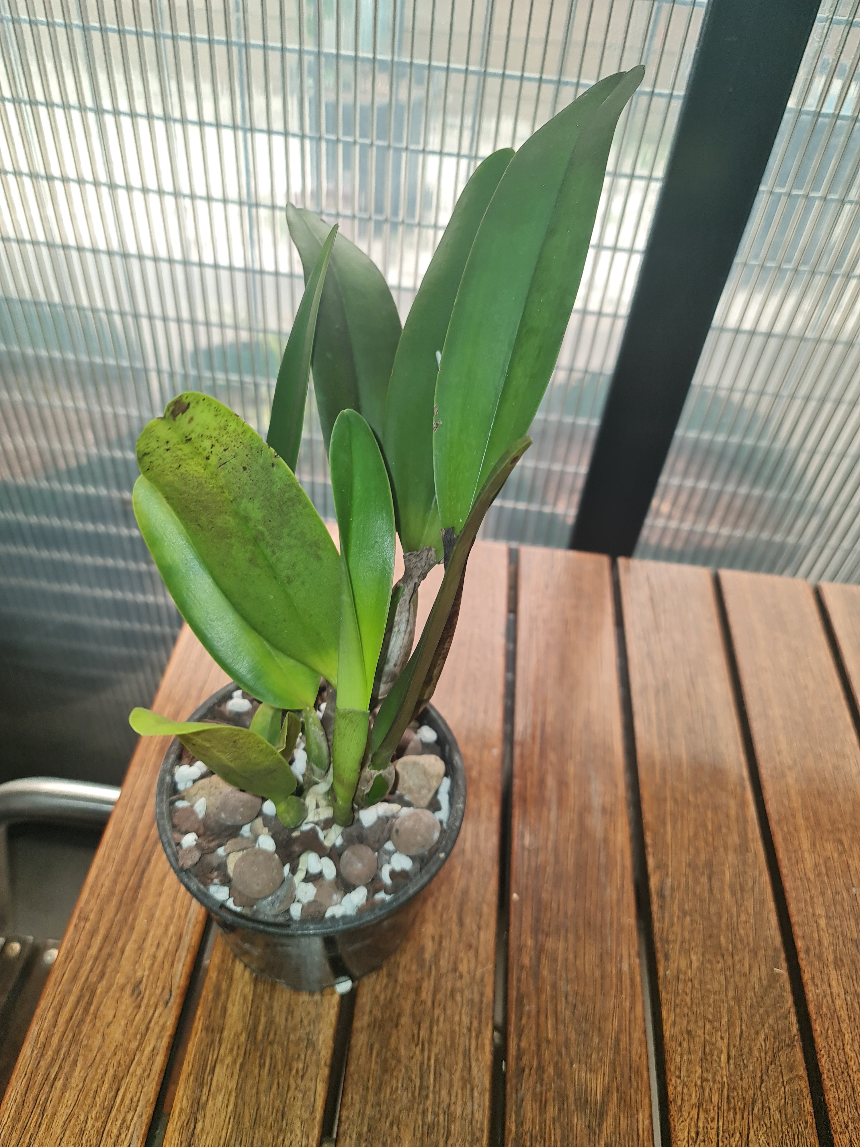 Cattleya Rungnapha Fancy Warm Welcome Secondary image