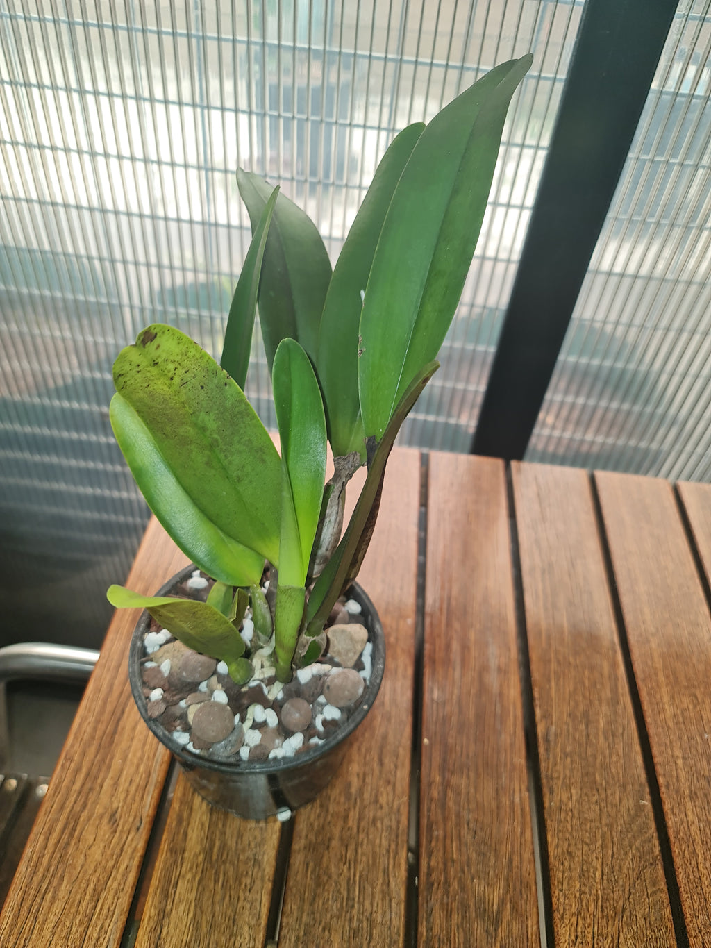 Cattleya Rungnapha Fancy Warm Welcome