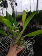 Rlc.  Amazing Bangkok (MericloneI) In Flower Buds