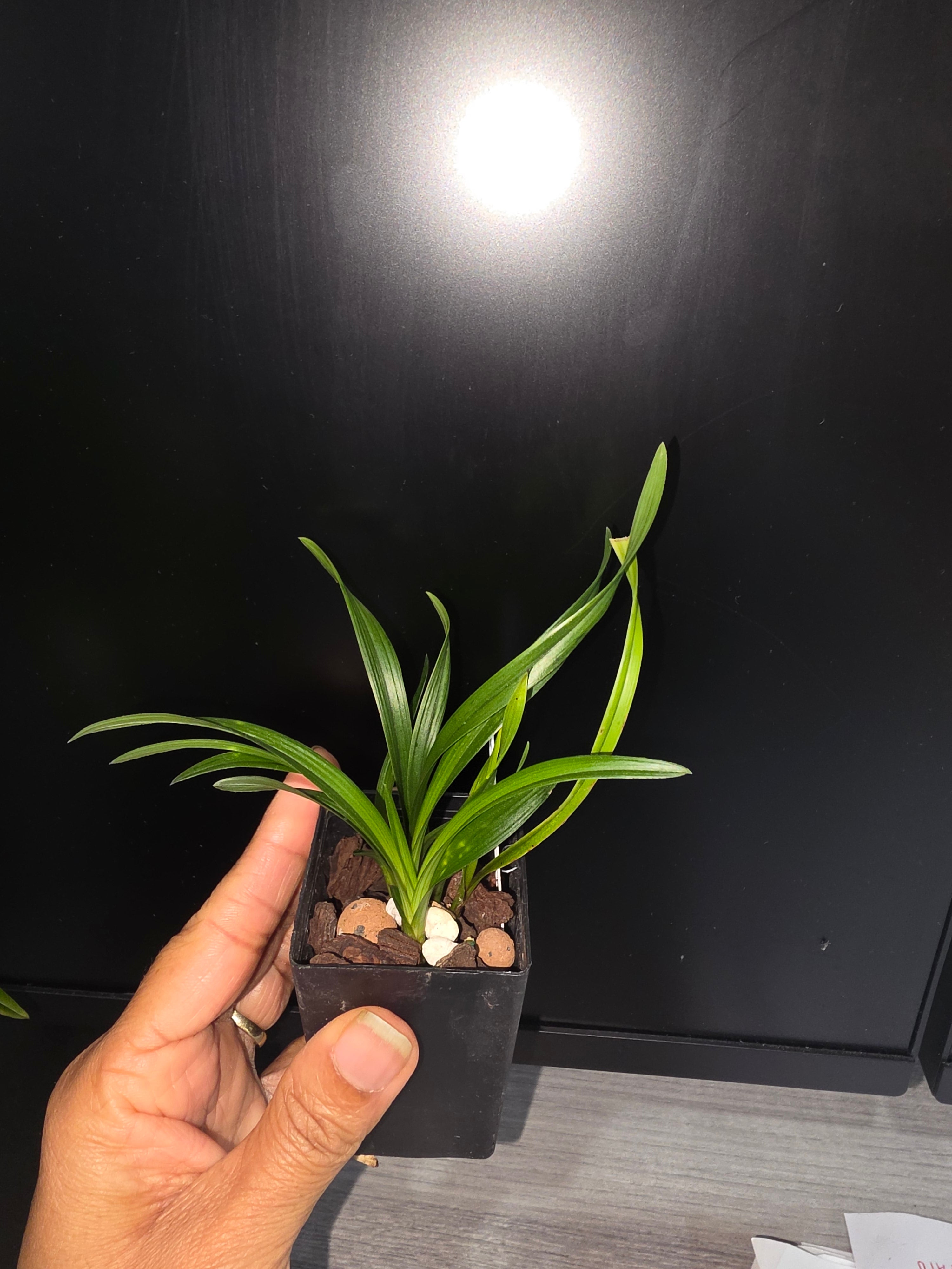 Cymbidium goeringii 'Huang Jin Da Fu Gui' (RARE) Secondary image