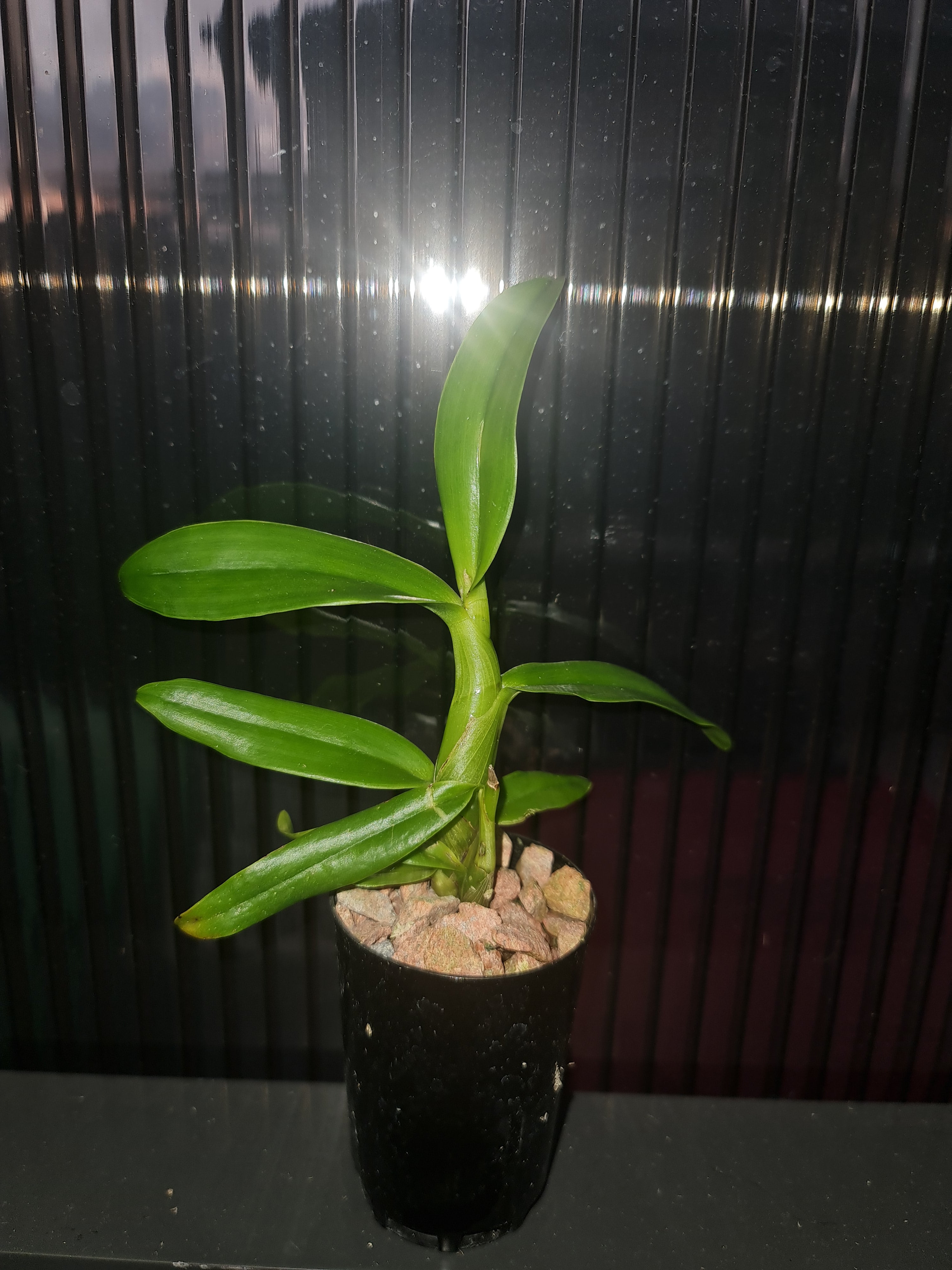 Caularthron bicornutum (syn. Diacrium bicornutum - AKA The Virgin Orchid) (Species From South America) Secondary image