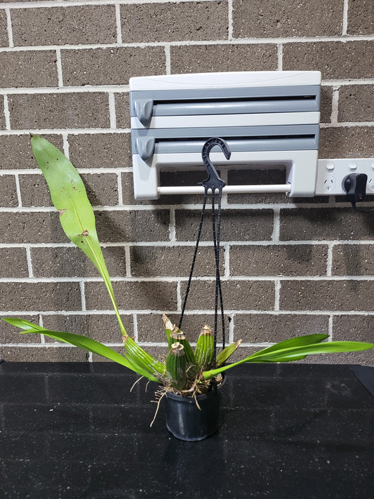 Grammatophyllum Pakkret Leo 'Asgard' (mericlone)