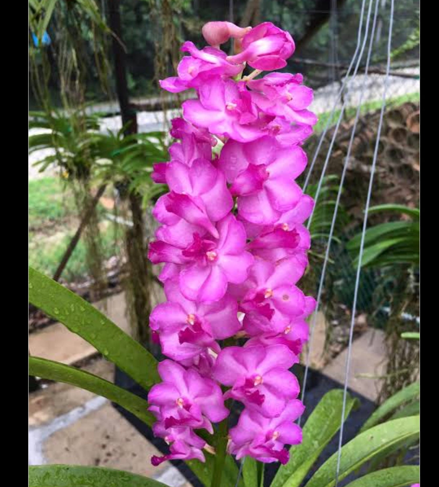 Vascostylis (lawrenceae x Pine River) Secondary image