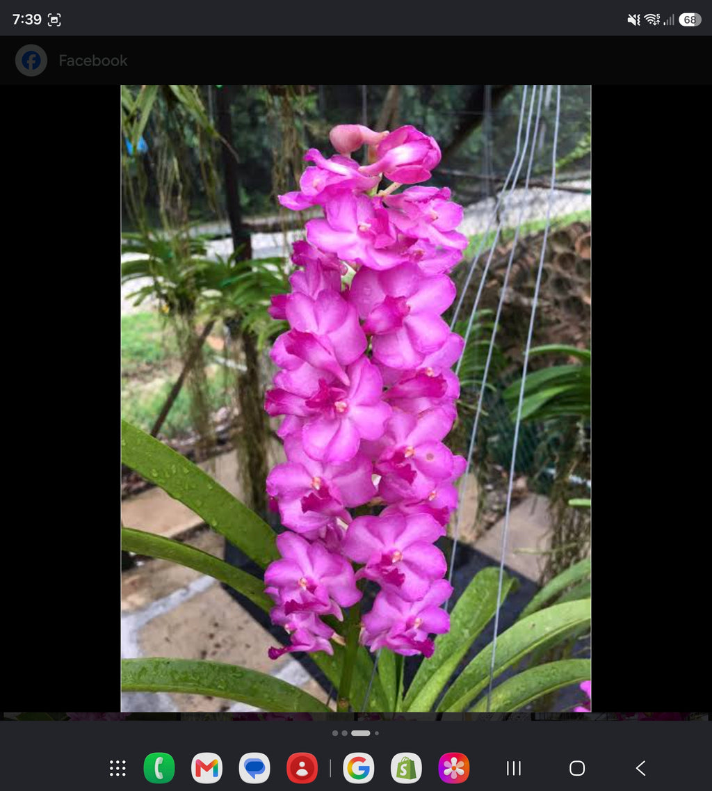 Vascostylis (lawrenceae x Pine River)