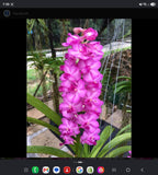 Vascostylis (lawrenceae x Pine River)