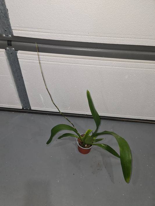 (In spike now) Oncidium Ruth's Rainbow 'Over the Rainbow' (Sphacetante x sotoanum)