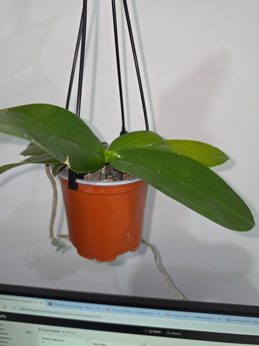 Phalaenopsis floresensis (Fragrant Species)