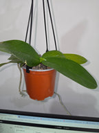 Phalaenopsis floresensis (Fragrant Species)