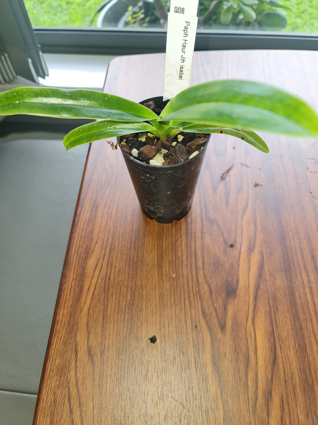 Paphiopedilum Haur Jih lsabel (Hung Sheng Eagle  x sanderianum)