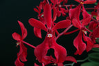 Renanthera philippinensis x Rhyncostylis coelestis