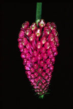 Robiquetia cerina