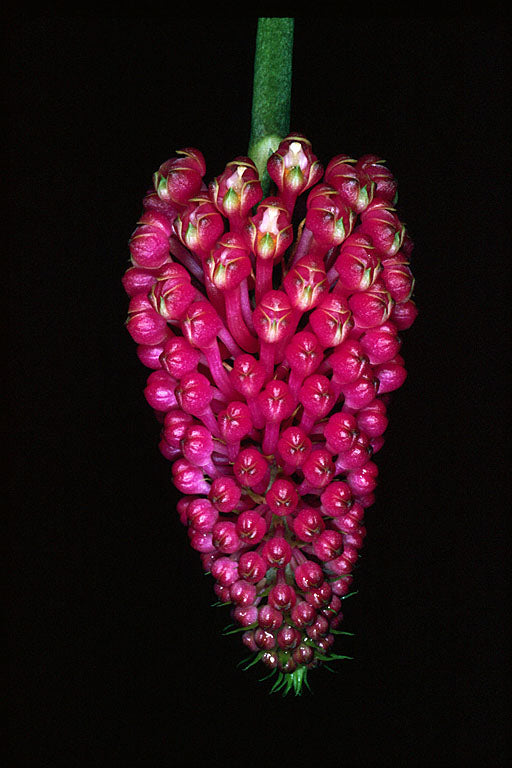 Robiquetia cerina