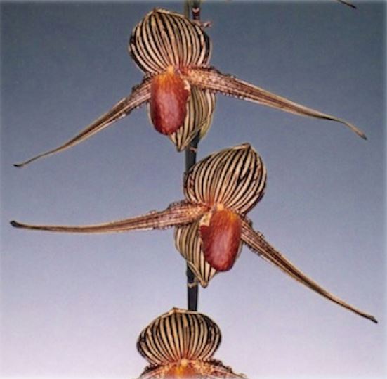 Paph. rothschildianum (Chia Yi SM/TPS x ‘Mont Millais’ FCC/RHS/AOS) Secondary image