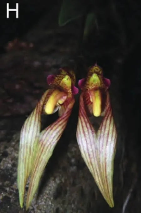 Bulbophyllum blaoense (Rare Species)