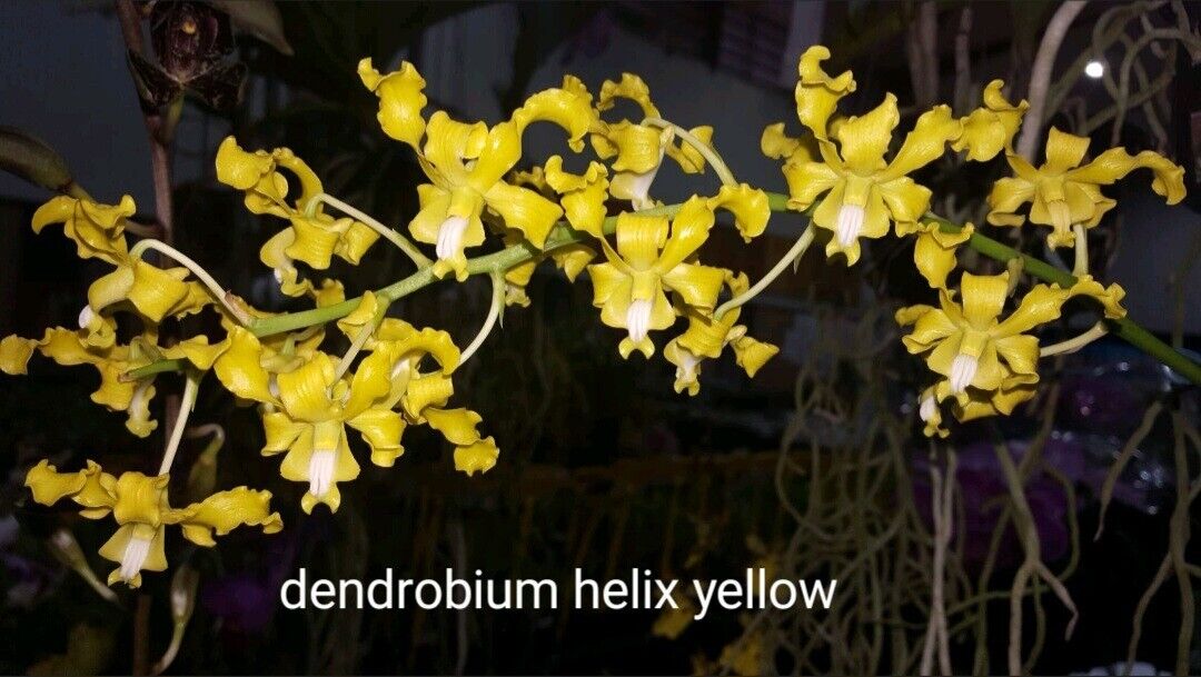 Dendrobium Helix 'Yellow' (Antelope Type) Main image