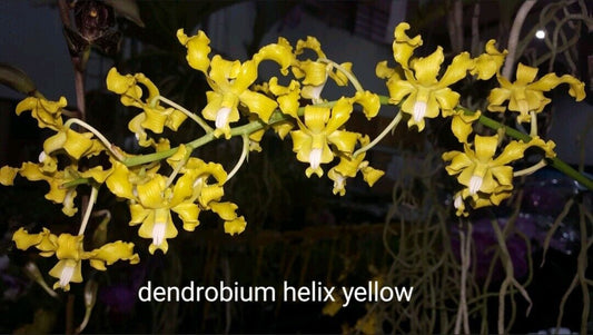 Dendrobium Helix 'Yellow' (Antelope Type)