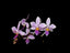 Phalaenopsis equestris (Species)