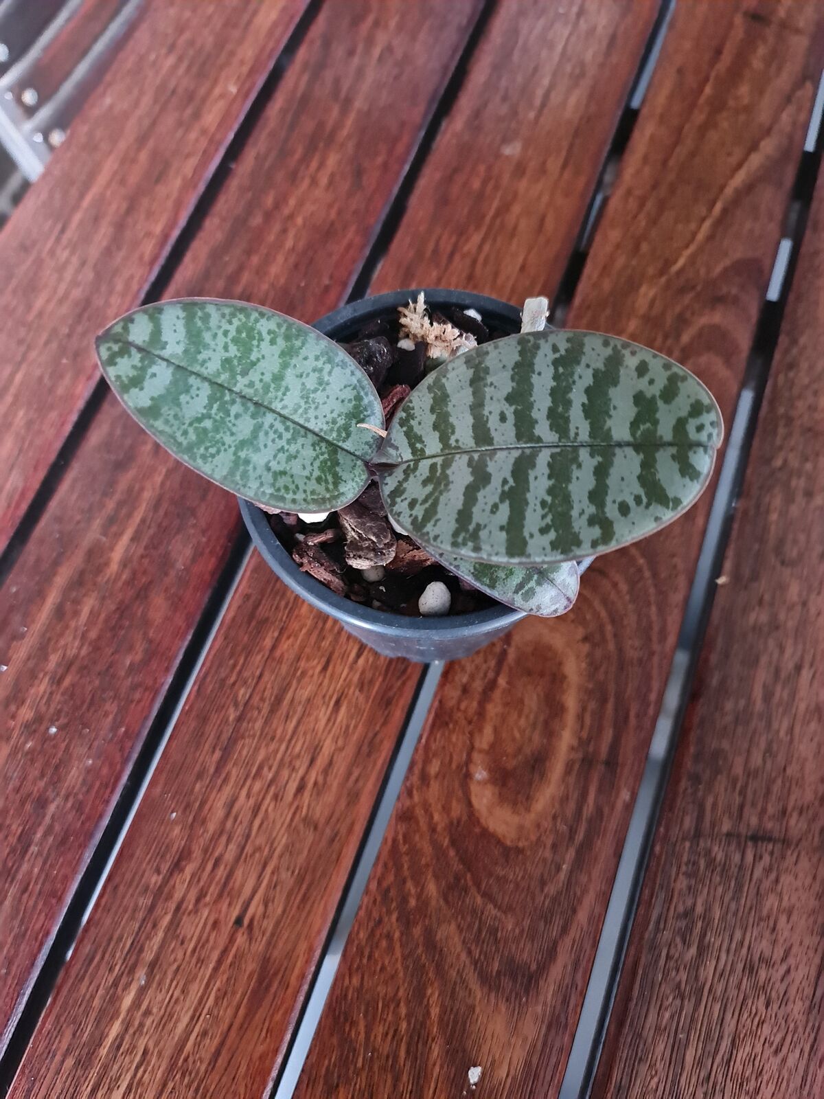 Phalaenopsis Schilleriana (Mottled, Fragrant Species) Secondary image