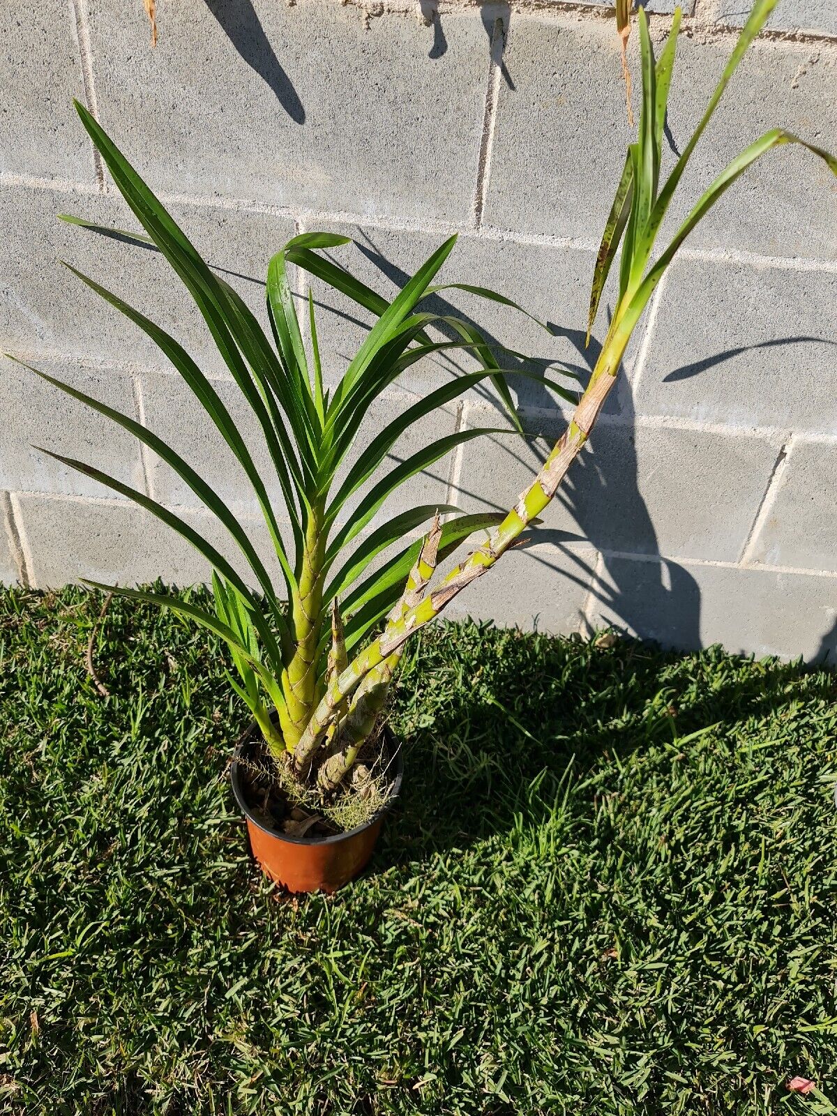 Grammatophyllum Wallisii Peacock Secondary image