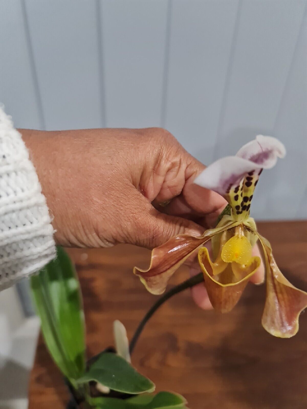 Paphiopedilum gratrixianum (Species from China) Secondary image