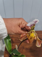 Paphiopedilum gratrixianum (Species from China)