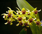 Dendrobium Jungle Gem x shiraishii