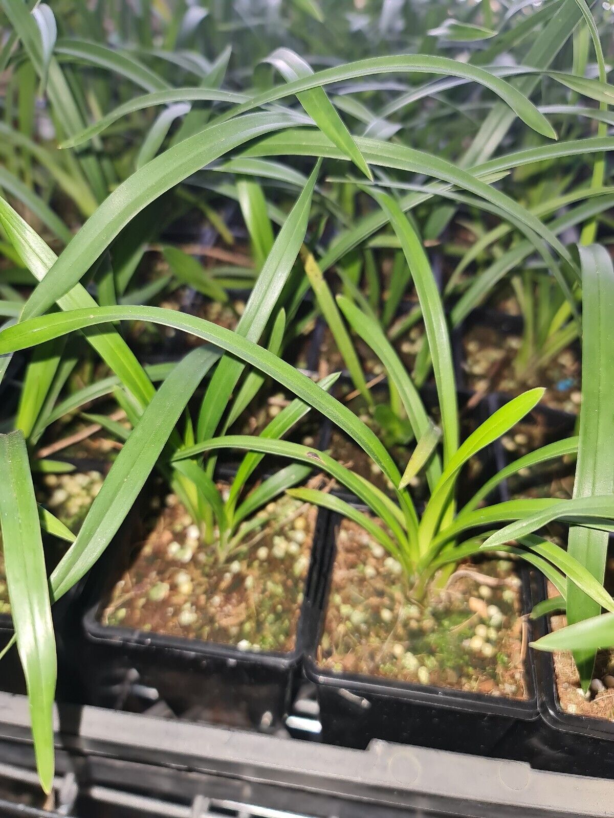 Cymbidium Kiwi Midnight 'Geyserland' - RARE Secondary image