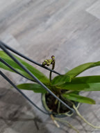 Vanda Coerulea x Luzonica