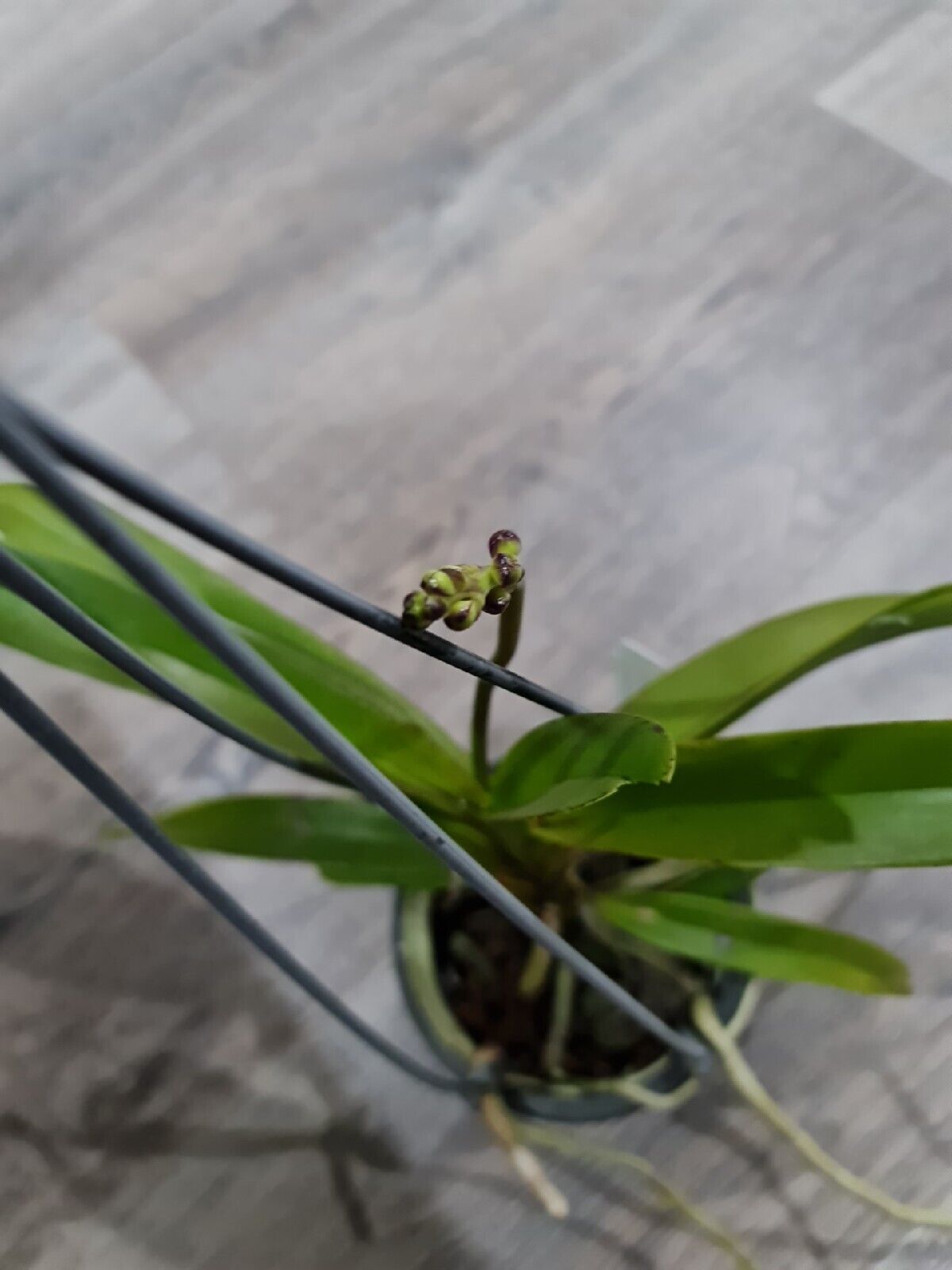 Vanda Coerulea x Luzonica