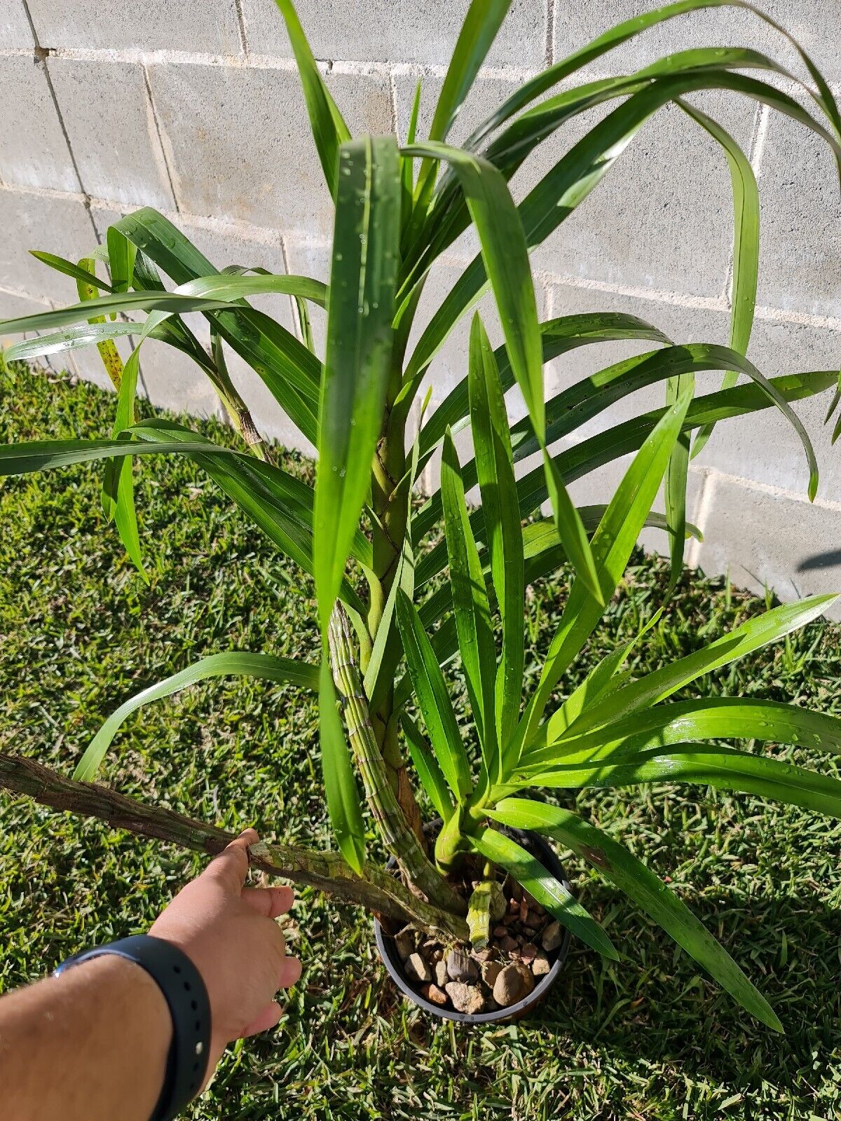 Grammatophyllum speciosum var flava Secondary image