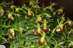 Epidendrum porpax