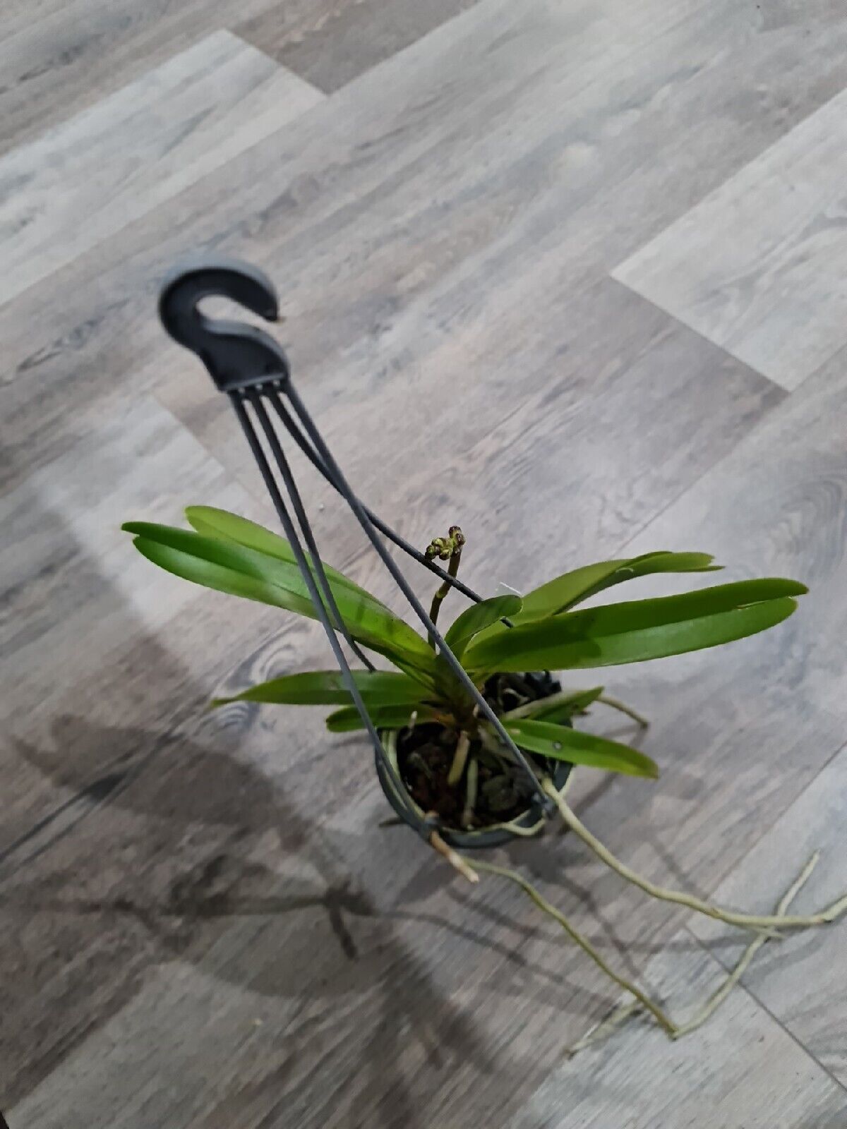 Vanda Coerulea x Luzonica Secondary image