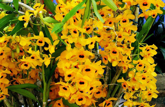 Dendrobium fimbriatum var oculatum (Orchid Species)
