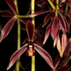 Cymbidium dayanum 'Red