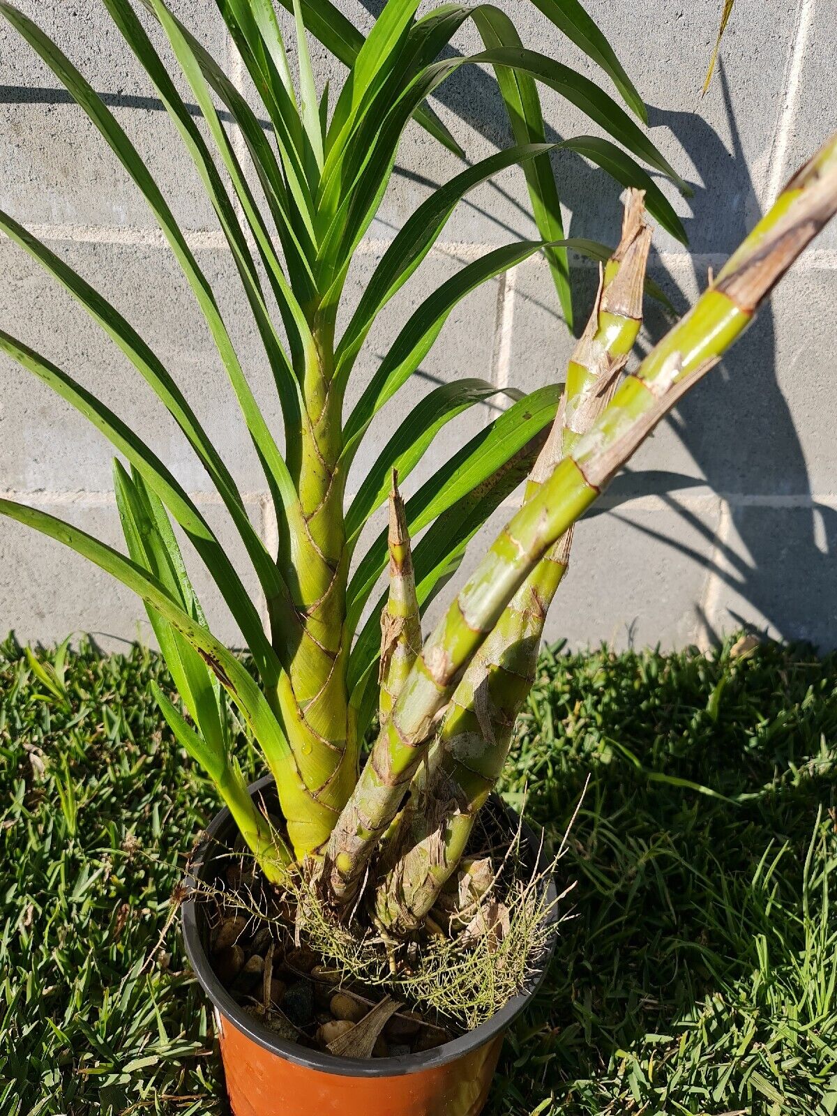 Grammatophyllum Wallisii Peacock