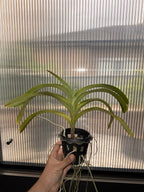 Vanda foetida (Fragrant Species)