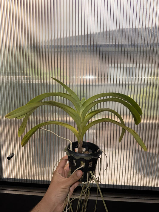 Vanda foetida (Fragrant Species)