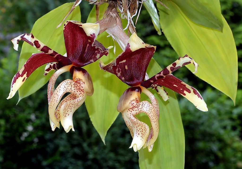 Stanhopea (Tigrina) Upside Down Orchid Main image