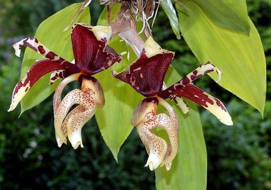Stanhopea (Tigrina) Upside Down Orchid