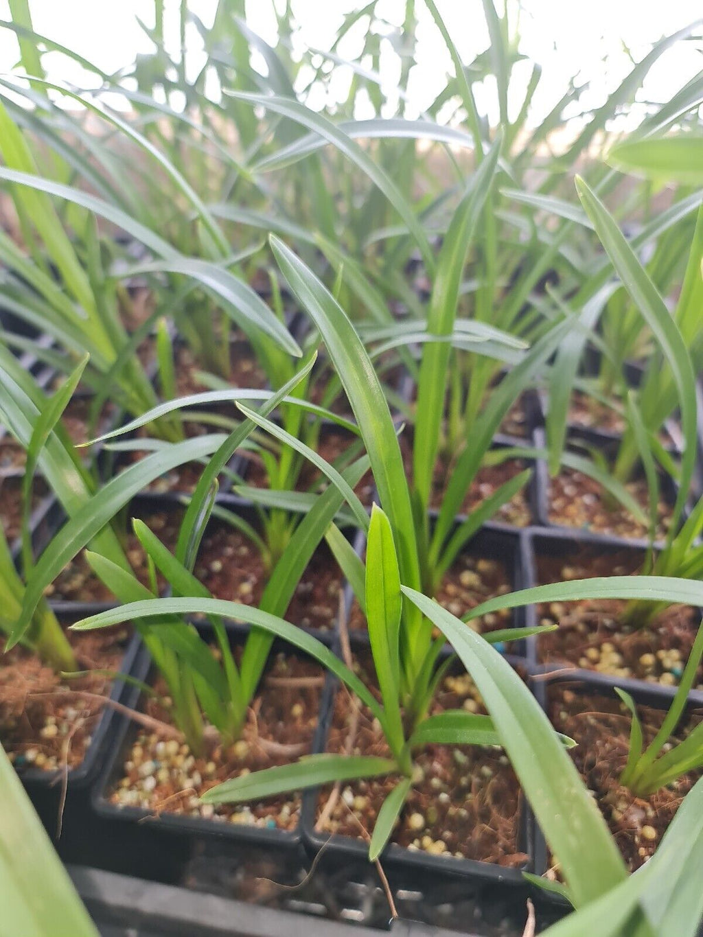 Cymbidium Kiwi Midnight 'Geyserland' - RARE